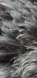 Gray feather texture wallpaper with intricate patterns.