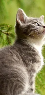 Gray kitten looking up with green foliage in the background.