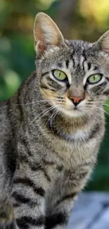 Gray tabby cat with green eyes in a nature setting.