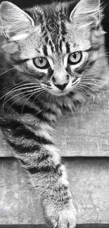 Black and white tabby cat laying on a wooden surface.