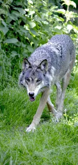 Majestic gray wolf walking through lush green forest path.