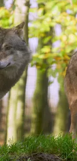 Gray wolves standing in a forest.