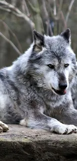 Two gray wolves resting peacefully in a serene forest setting.