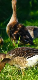 Geese peacefully grazing in a vibrant green meadow.