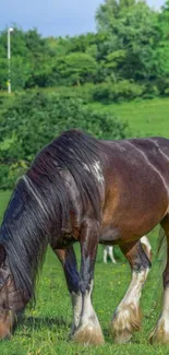 Majestic horse grazing in vibrant green meadow.