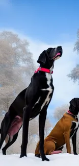 Great Danes standing in snowy landscape with clear blue sky.