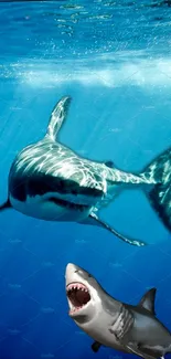 Great white shark swims gracefully in the deep blue ocean.