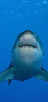 Great white shark swimming in blue ocean, perfect mobile wallpaper.