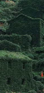 Abandoned village covered in green foliage with a hint of mystery.