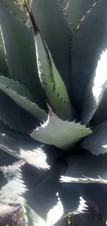 Green agave plant with sunlit leaves.