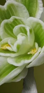 Close-up of a green and white flower with intricate petal details.