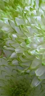 Close-up of white and green flowers on wooden background, ideal for mobile wallpaper.