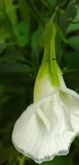 Close-up of a white flower with green leaves.