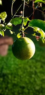 Close-up of a green apple hanging from a leafy tree branch against lush greenery.