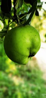 Close-up of a green apple on a tree with blurred leaves.