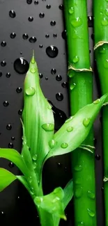 Vibrant bamboo leaves with water droplets on dark background.