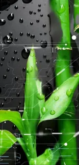 Bamboo and leaves with water droplets on a digital background.