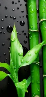 Green bamboo with water droplets on black background.