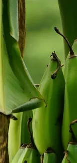 Green banana plant wallpaper with vibrant tropical leaves.