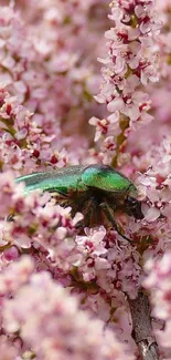 Green beetle on pink flowering branches, vibrant nature scene.