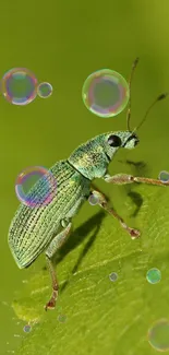 Green beetle with colorful bubbles on a leaf wallpaper.