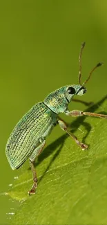 Close-up of a green beetle on a vibrant green leaf.