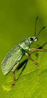 Green beetle on a leaf with detailed texture.