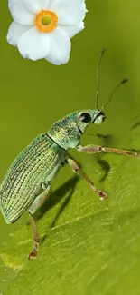 Green beetle on a leaf with a white flower in the background.