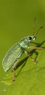 Close-up of a green beetle on a leaf, perfect for mobile wallpaper.