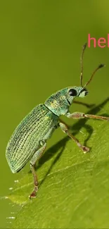 Close-up of a green beetle on leaf with 'hello' text.