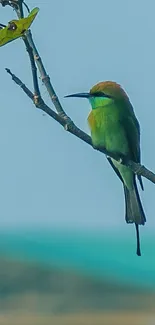 Green bee-eater bird on a branch with a soft cyan background.