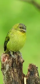 Vibrant green bird on a rustic tree stump with a blurred foliage background.