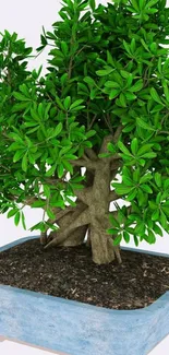 Lush green bonsai tree in a blue ceramic planter.