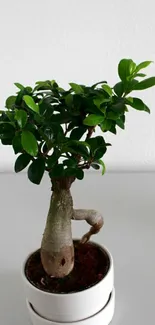 Bonsai in a white pot against a plain wall.