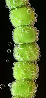 Bright green bubbles on a stem with a dark backdrop.