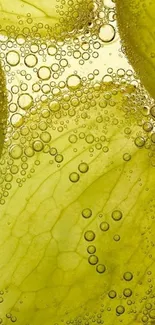 Vibrant green wallpaper with bubbles.