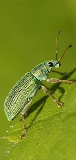 A vibrant green bug on a leaf closeup, showcasing nature's detail.