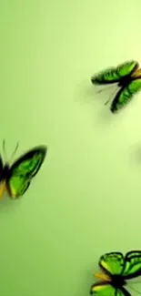 Green butterflies gracefully flying on a light green background.