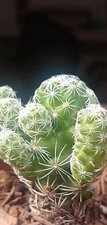 Close-up of a small green cactus in a terracotta pot with detailed white spines.