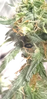 Close-up of cannabis plant with frosty green leaves and buds.