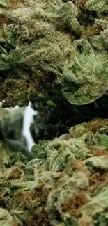 Close-up shot of cannabis texture with green leaves and organic patterns.