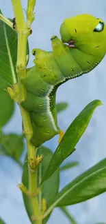 Close-up of a green caterpillar on a leafy plant background.