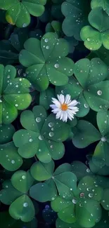 Green clover leaves with white flower and dewdrops.