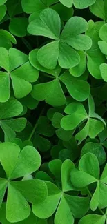 Vibrant green clover leaves create a refreshing mobile wallpaper.