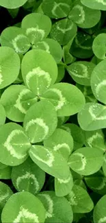 Vibrant green clover leaves close-up