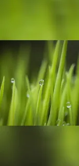 Close-up of dewy green grass blades with water droplets against a soft-focus background.