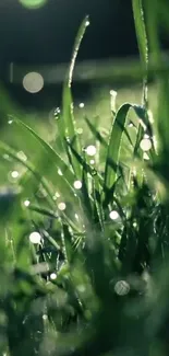 Close-up view of dewy green grass with sunlight bokeh, ideal for nature-themed wallpapers.