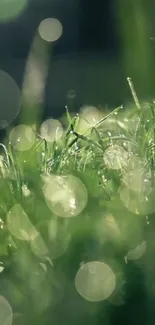 Close-up of dewy green grass with bokeh effect.