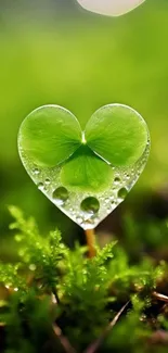 Heart-shaped green leaf with dewdrops on a lush background.