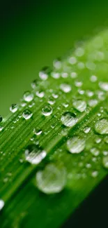 Close-up of green leaf with dewdrops in focus.